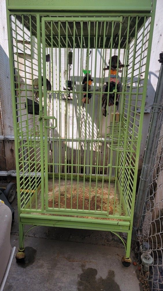 Bird Cage