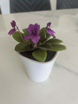 Indoor blooming African violet … Free delivery for Glendale and nearby