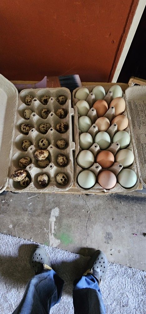 Quail & Chicken Eggs