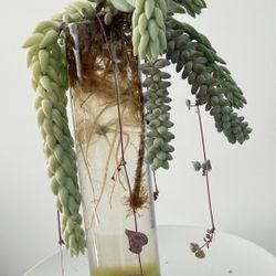 Hydroponic Succulent Arrangement