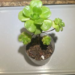 Aeonium Succulent