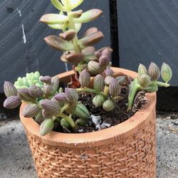 succulent arrangement