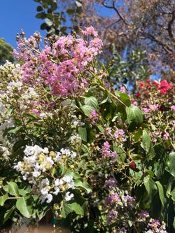 Crape Myrtle Tree for Sale | Colorful Flowering Landscape Tree
