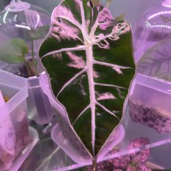 Alocasia Polly