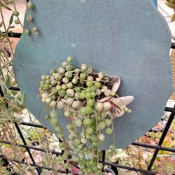 String Of Pearls Succulent 