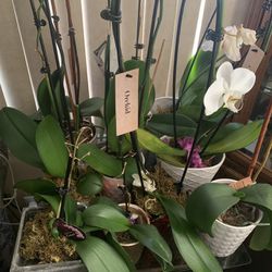 Orchid Plant Sale 