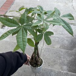 Money Tree