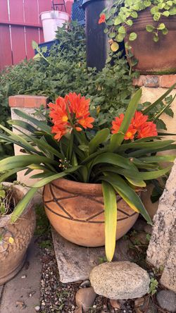 Clivia plant with pot