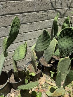 Nopales