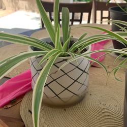 Spider Plants 