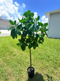 Selling a 71-inch decorative artificial tree.
