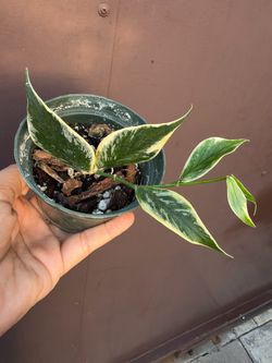 4” Hoya jasminka