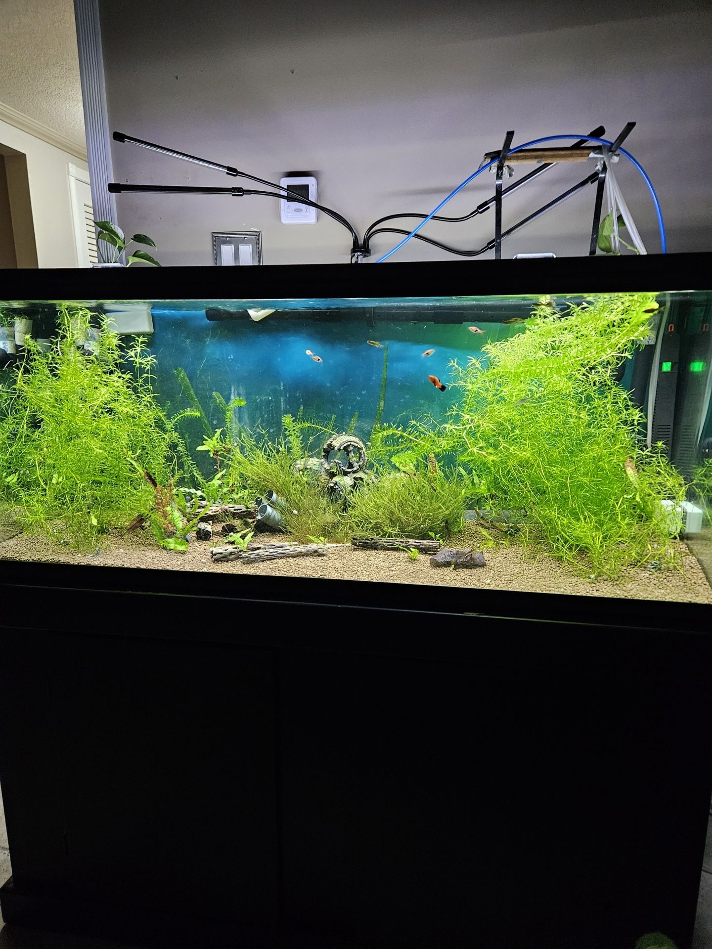 75 Gallon Tank And Stand