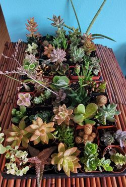 2for$5 Plant Varieties