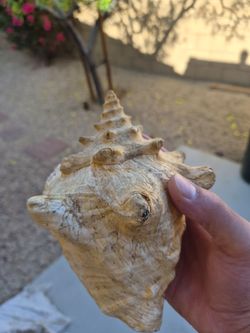 Conch shell medium size