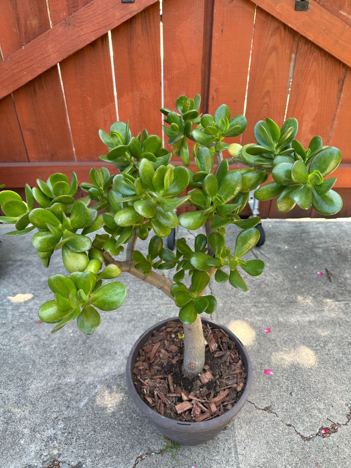 Potted Jade Plant