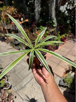Variegated Spider House Plant