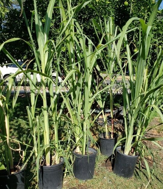 Sugar Cane Tree