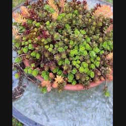 Clay Saucer Display Of Gorgeous Sedum And Succulents