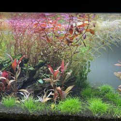 Colorful Aquarium Plants