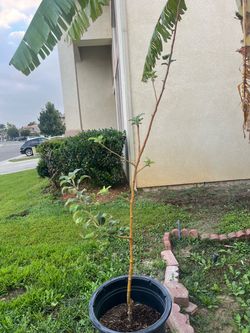 Honeycrisp Apple Tree