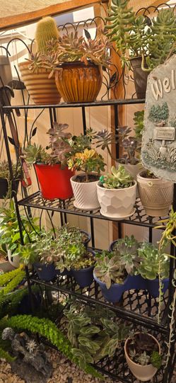 Beautiful Potted Succulents & Cacti – Many Varieties Available!