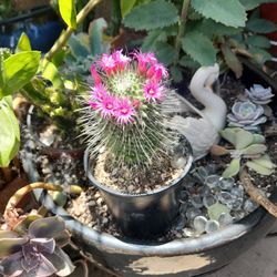 Cactus