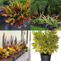 Crottons  Plant  In  3gal  Plantas  De  Crottons 