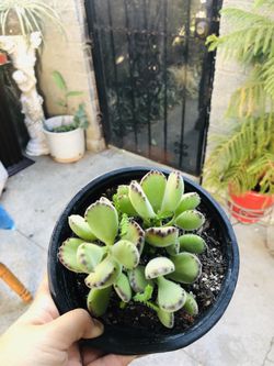 Beautiful bear paw succulent plant!