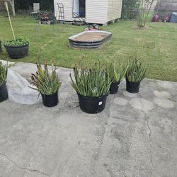 Aloe Vera Plants - Free