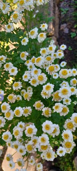 Feverfew