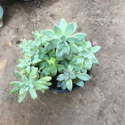 Succulents