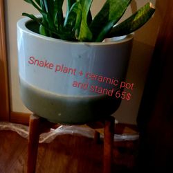 Plants, pots, plant stand
