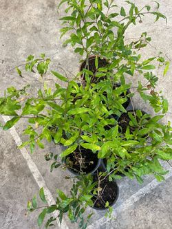 2-Year-Old Pomegranate Tree – Healthy 1-Gallon Pot