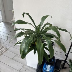 Live plants $50