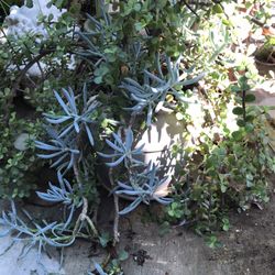 Beautiful succulent ensemble