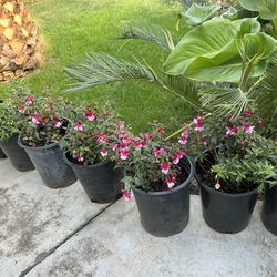 Fuchsia 15$ Each