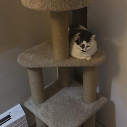 Cat Tree
