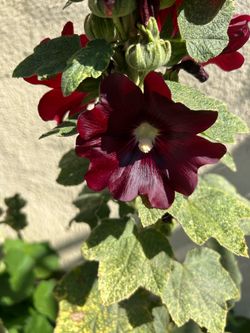 Tengo cemillas de esta