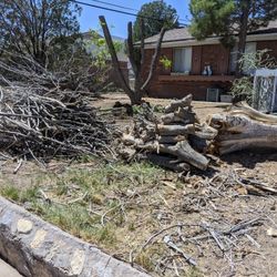 The Very Large Trunk and Two  Logs Left