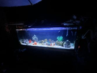 130 Gallons CUSTOM Fish Tank