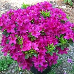 ‘Herbert’ Azalea Perennial Plants 