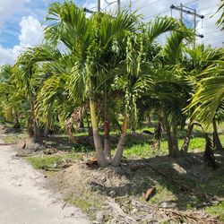 Christmas Palms Adding Ideas Singles Doubles Triples And Quadruple