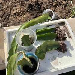 Free Dragon Fruit Cuttings