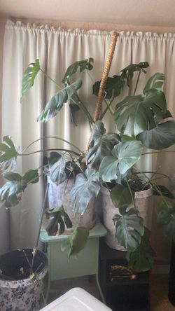 Monstera deliciosa