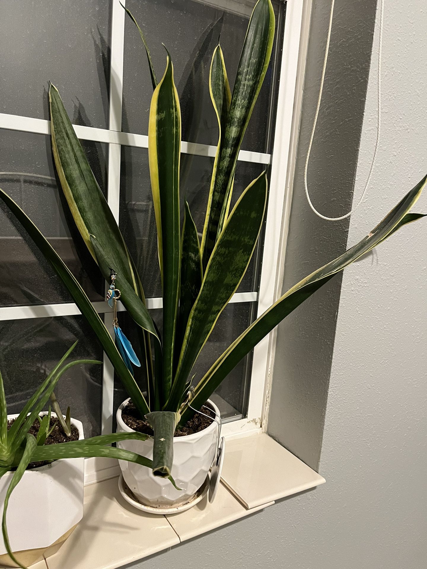Larger snake plant & pot—$10 