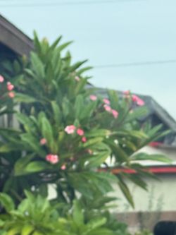 Plantas Hawaianas