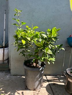 Moro blood orange fruit tree