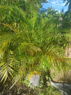 Areca palms 25gl $120