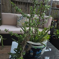 Potted Succulent $85